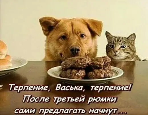 Терпение, Васька, терпение! После третьей рюмки сами