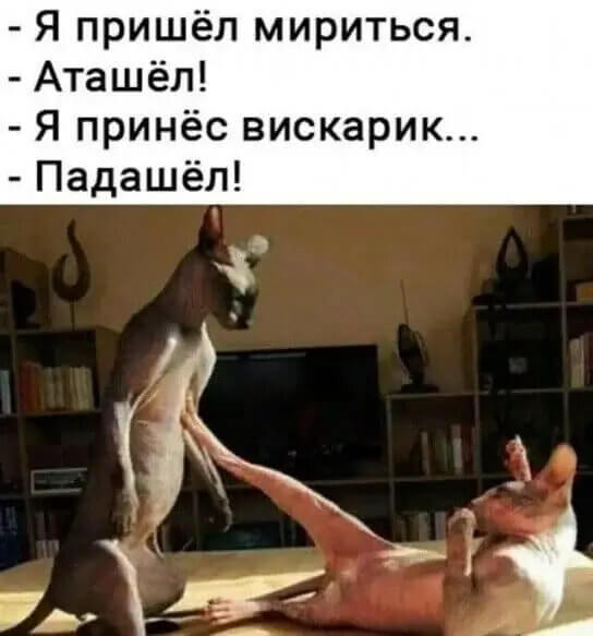 - Я пришёл мириться. - Аташёл! - Я принёс вискарик... - Падашёл!