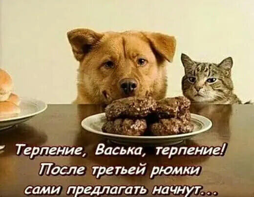 Терпение, Васька, терпение! После третьей рюмки сами